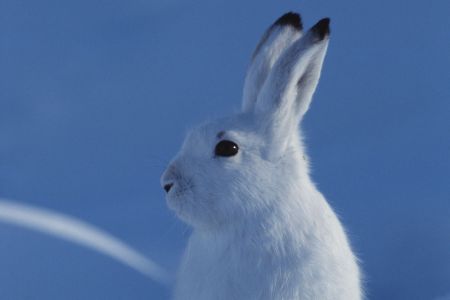 Schneehase-1-Winter---Arbeitskopie-2.jpg