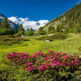 3759_GR_Roseg_Gletscher_Alpenrosen.jpg