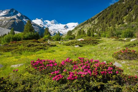 3759_GR_Roseg_Gletscher_Alpenrosen.jpg